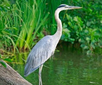 Heron