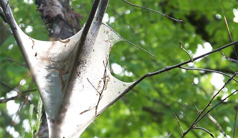 Tent Catepillars in a tree