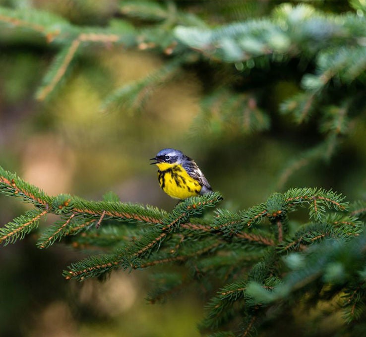 bird in boreal forest