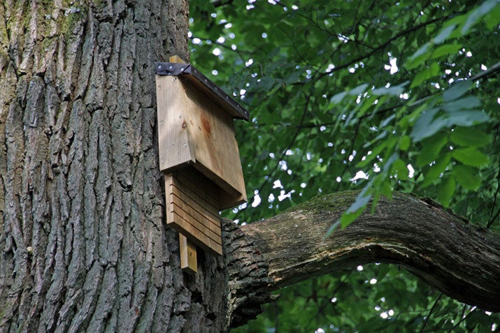 Bat house on a tree