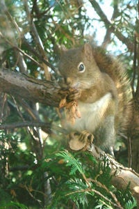 Squirrel in a tree