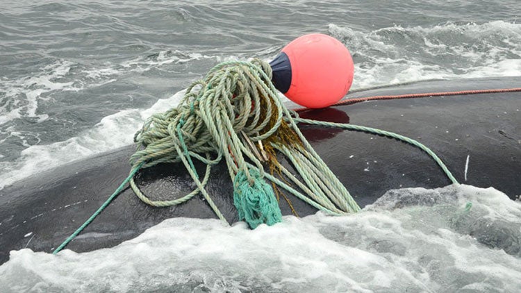 entangled whale