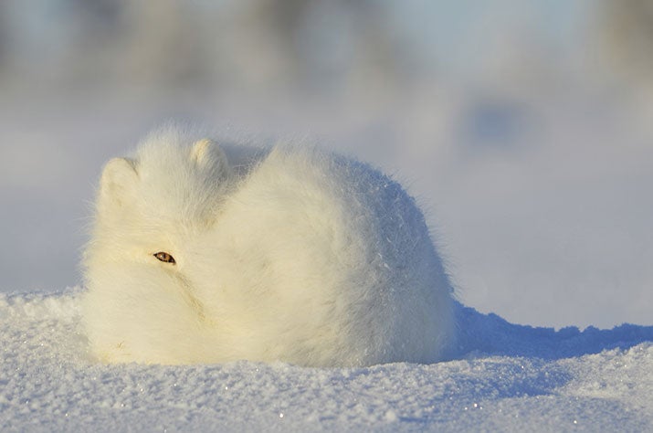 arctic fox