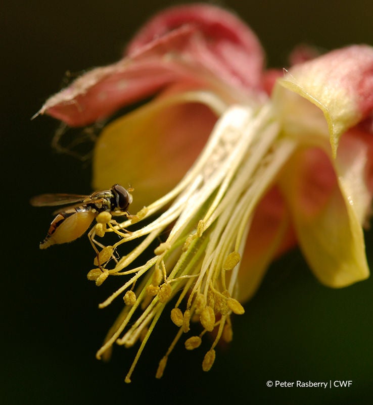 bee on yellow flower