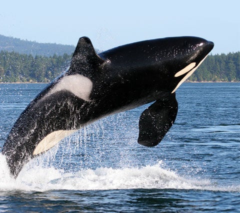 Orca Whale