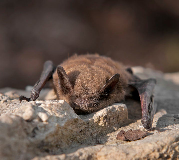 Brown bat on a rock