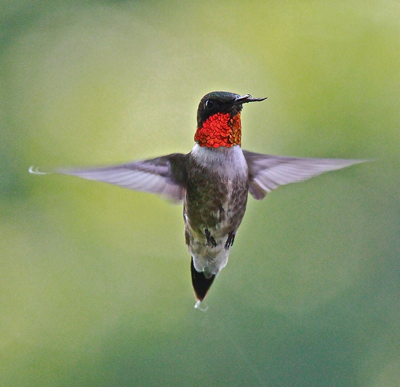 humming bird flying