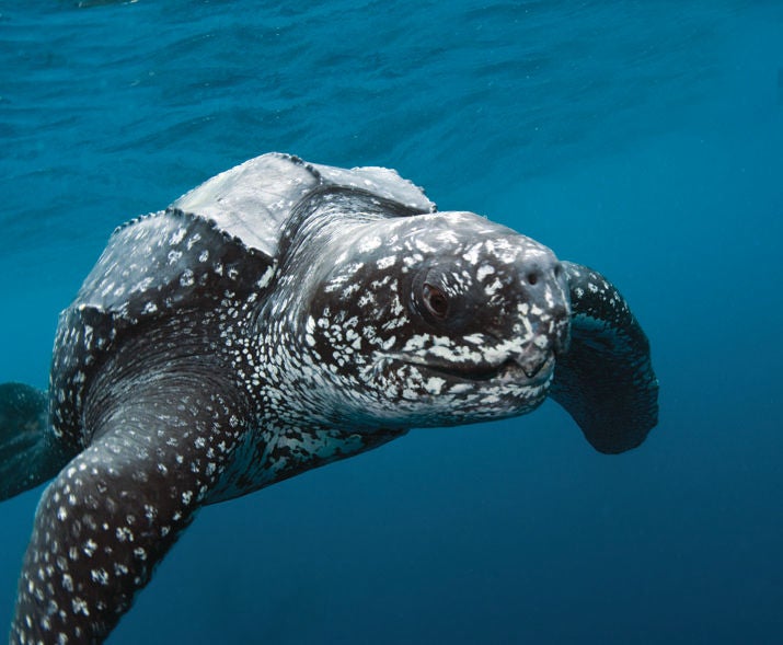 Leatherback turtle