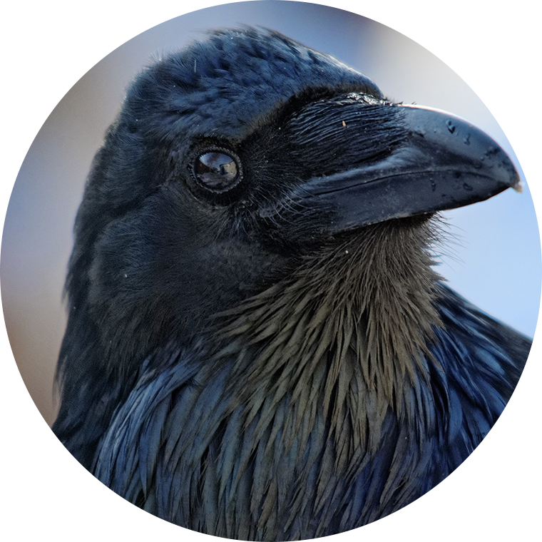 raven