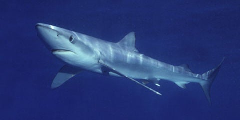 Blue Shark