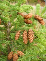 Spruces