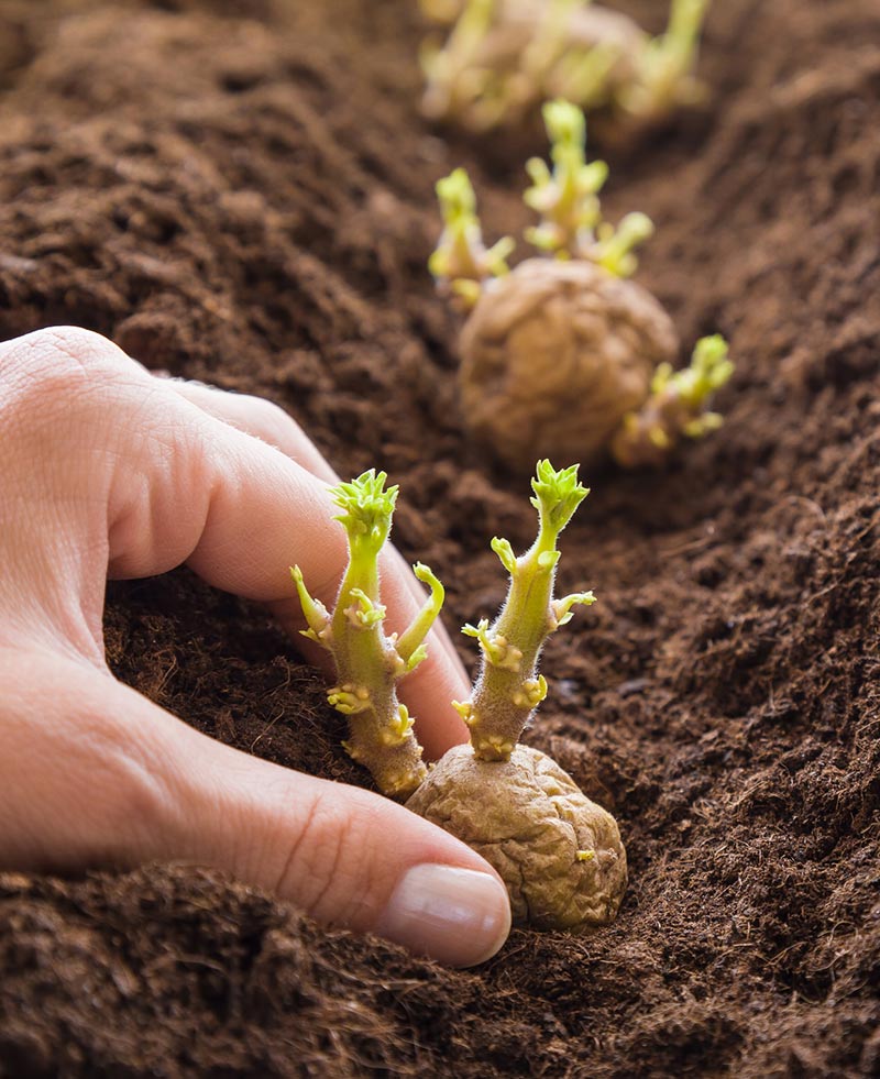 pommes de terre vertes