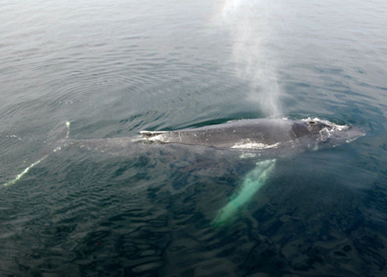 humpback whale