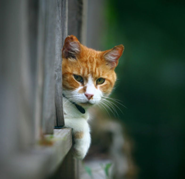 cat peeking through fence