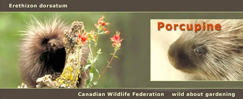 Erethizon dorsatum