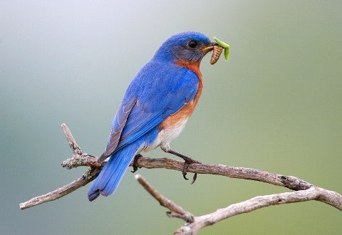 oiseau bleu qui manage insect