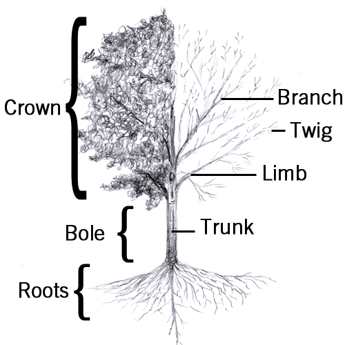 Illustration of the anatomy of a tree