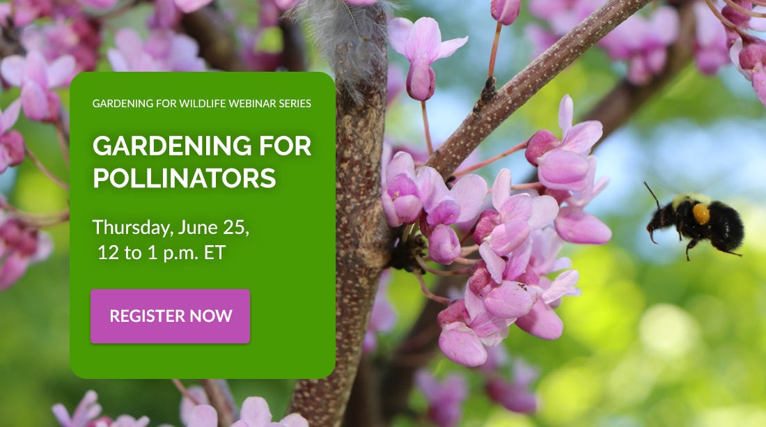 gardening for pollinators webinar