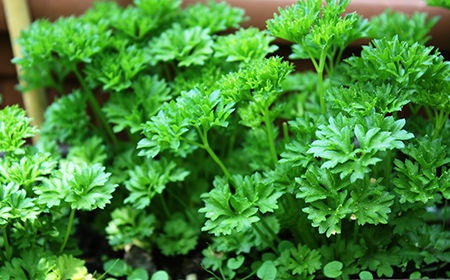 parsley