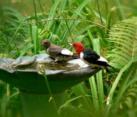 woodpeckers in birdbath