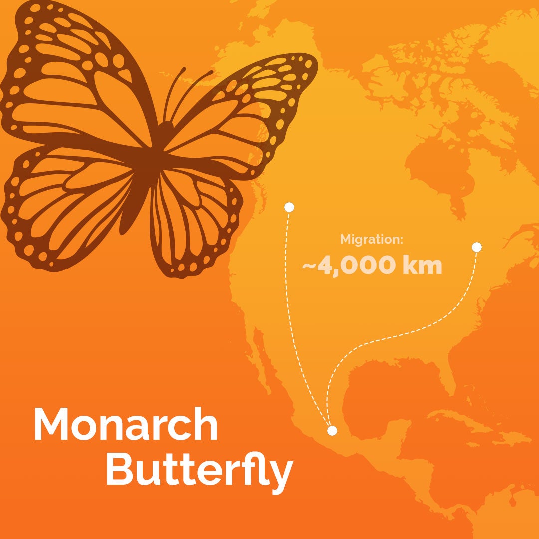 monarch