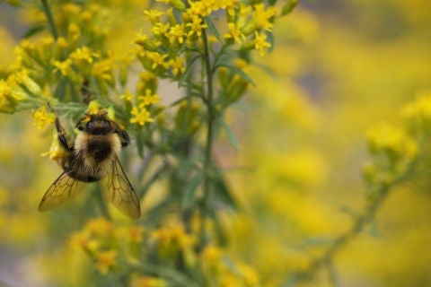 bee pollinating goldenrod