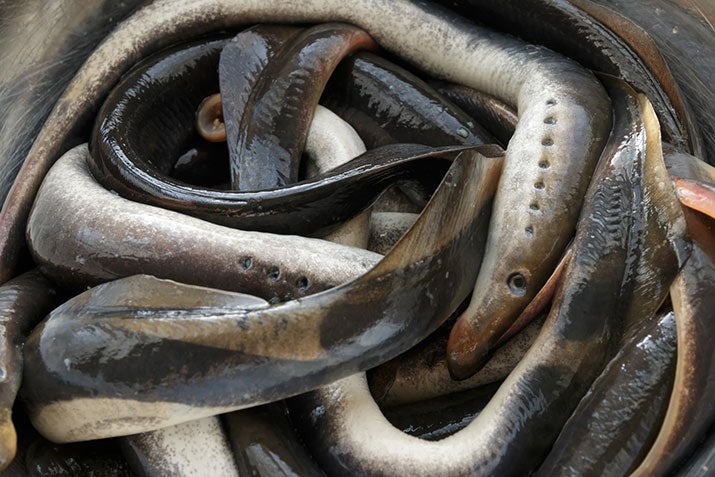 Lampreys