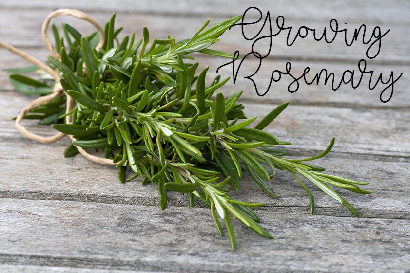 picked out rosemary herbs on wood surface