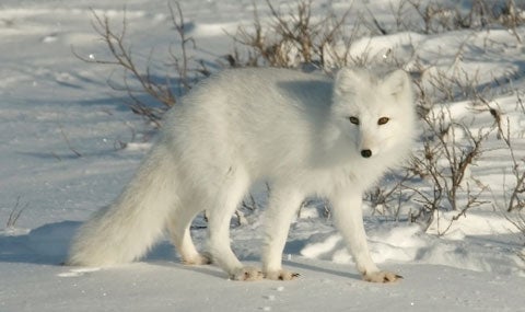 Arctic fox