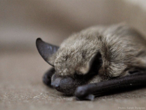 Little Brown Bat