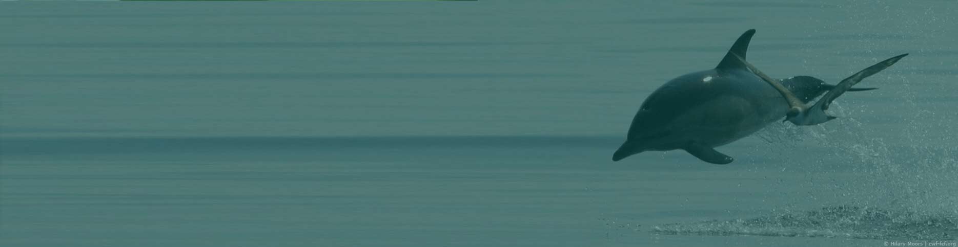 coasts oceans donation dolphin