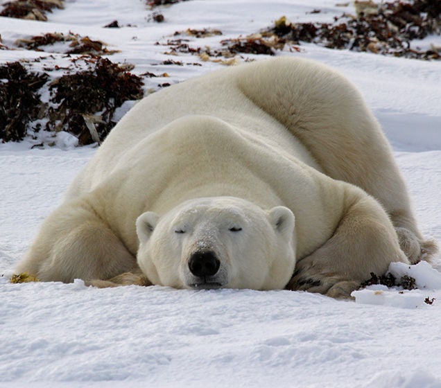 polar bear