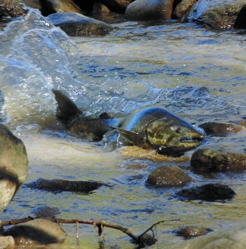 salmon migration