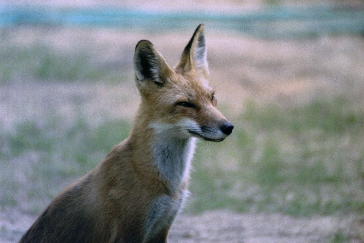 red fox