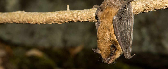 bat on tree