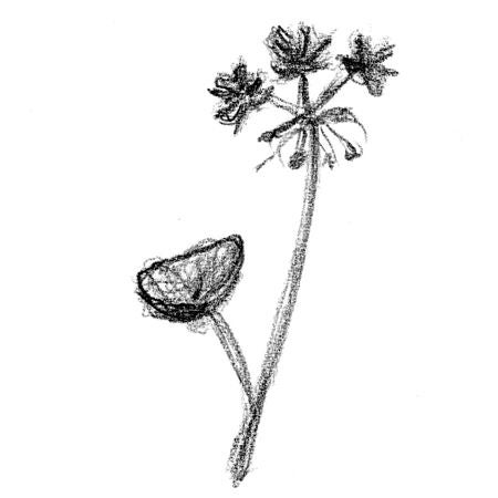illustration of flower