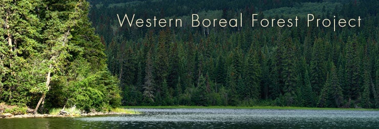 boreal forest header