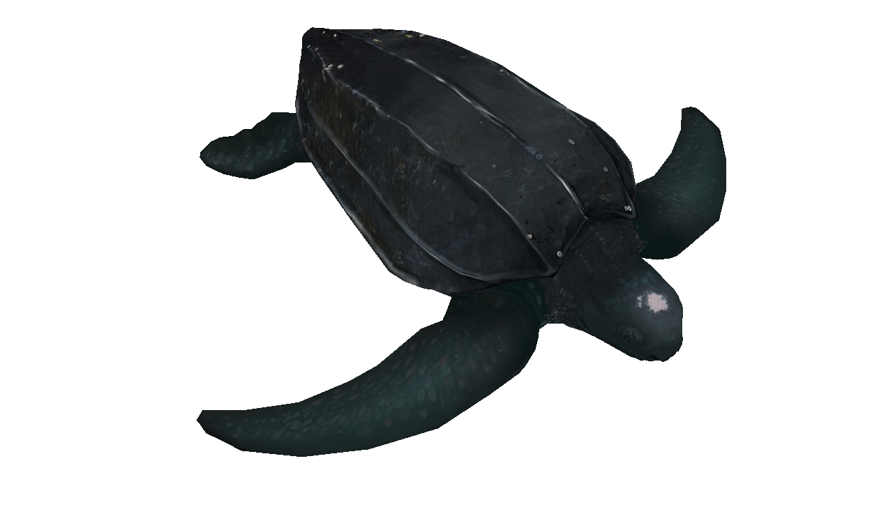 Leatherback turtle illustration facing right