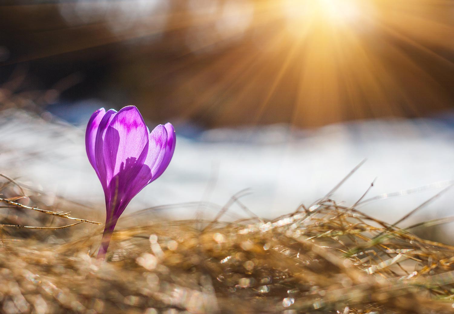 Crocus popping out of snow