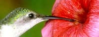 Ruby-Throated Hummingbird 