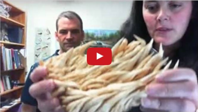 leatherback turtle webinar thumb