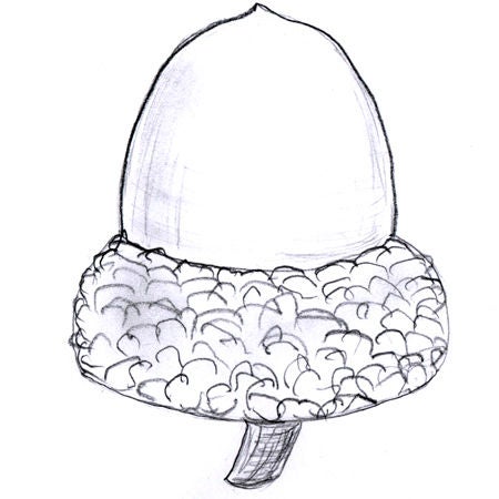 acorn.jpg