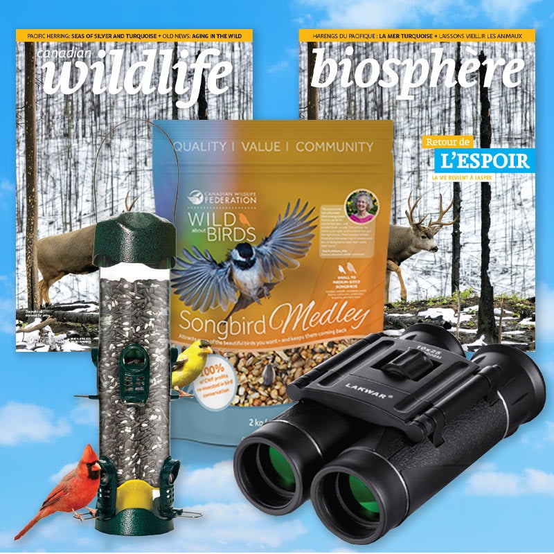 migration quiz bundle