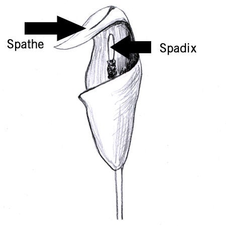 spatheandspadix.jpg