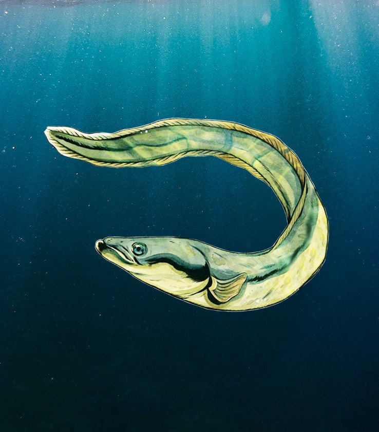 eel illustration
