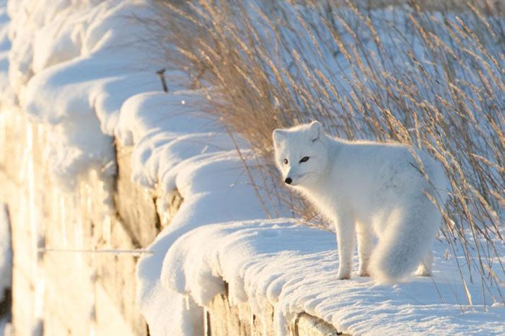 Arctic fox in a snow covered field