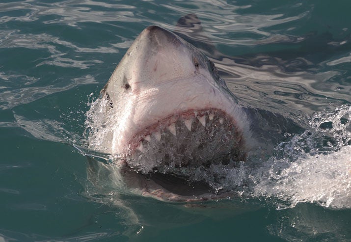 Great white shark