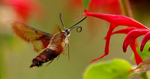 Hummingbird Moth