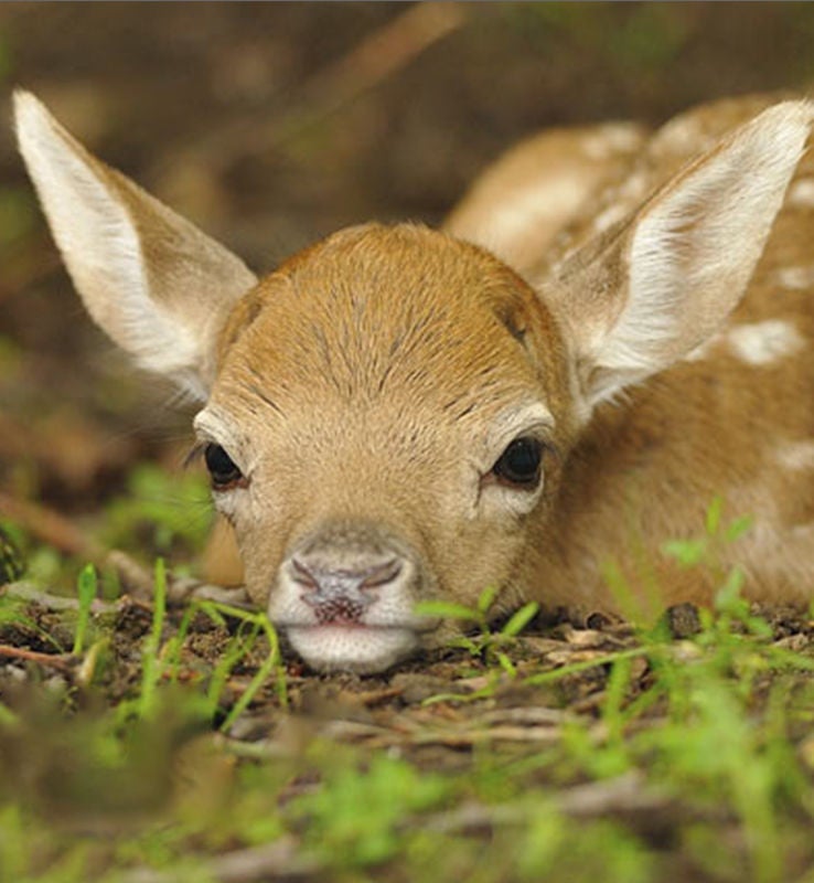 baby deer