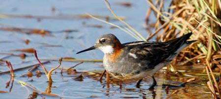 Red Phalarope 